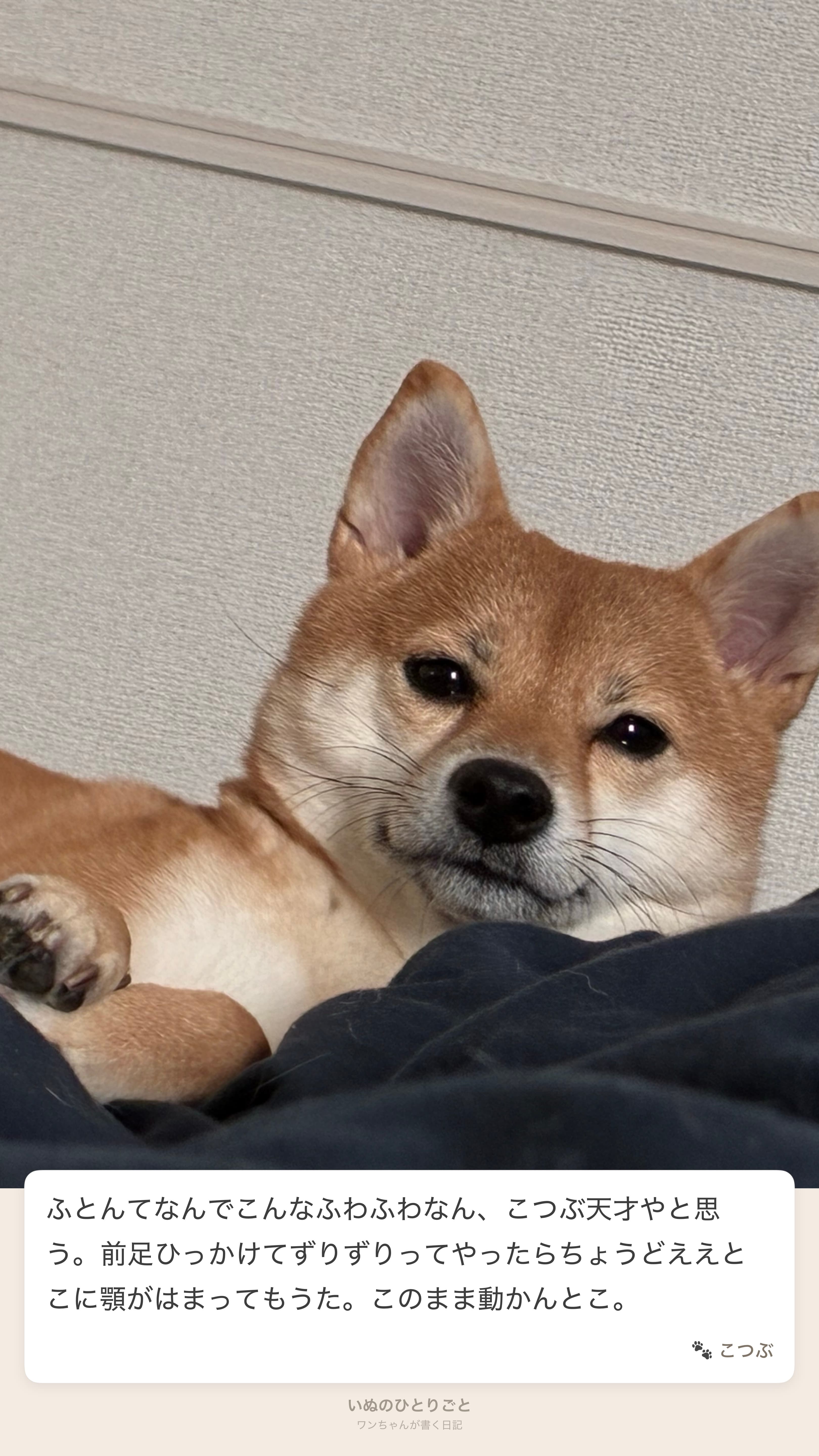 こつぶの日記 - ふとんでごきげん