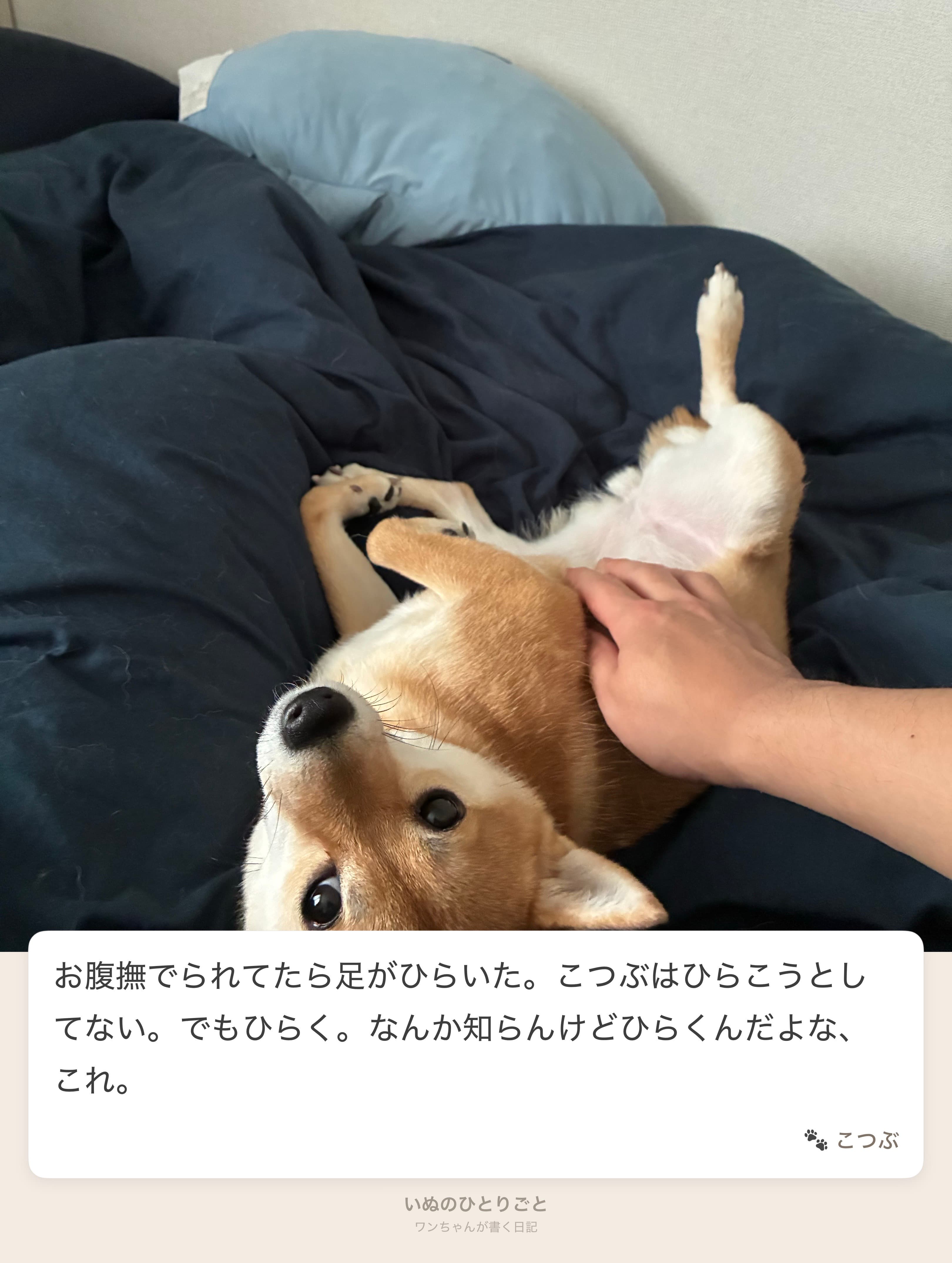 こつぶの日記 - お腹なでなでタイム