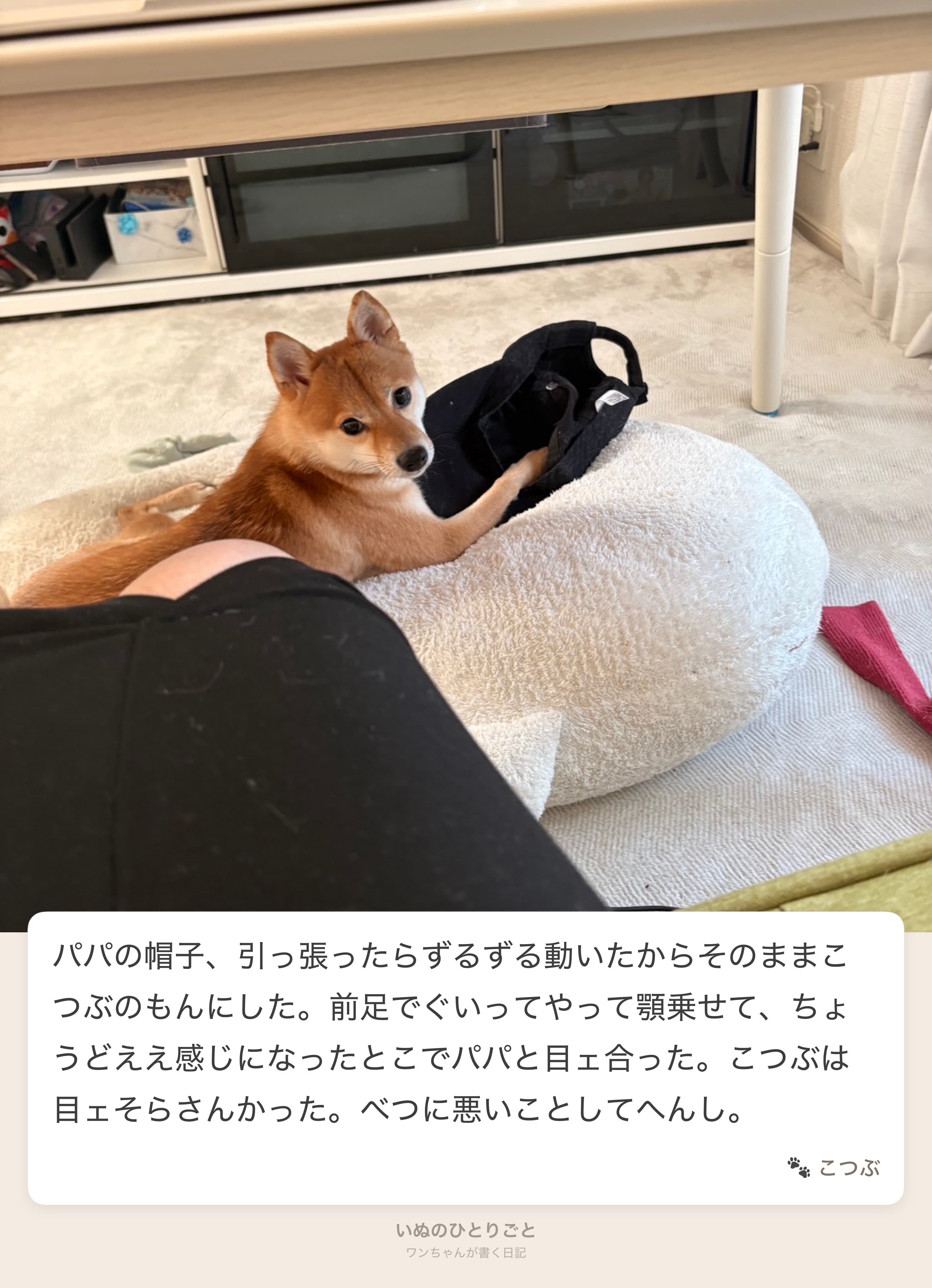 こつぶの日記 - パパの帽子